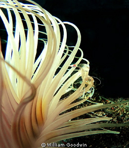 Tube anemone with shrimp - Lembeh. by William Goodwin 